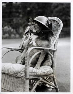 An A.R.P Warden's dog with a helmet. 