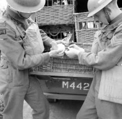 Members of the 61st Division Signals stationed at Ballymena, Northern Ireland, in 1941 send a message via a carrier pigeon. The image shows two soldiers; one holding the pigeon while the other attaches a message in a canister to its leg. They are standing at the back of a vehicle containing baskets of pigeons. 32 messenger pigeons have been awarded the Dickin Medal to date. © IWM (H11281).